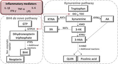 Kynurenine, Tetrahydrobiopterin, and Cytokine Inflammatory Biomarkers in Individuals Affected by Diabetic Neuropathic Pain